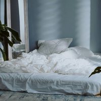 Aprendé a decorar tu dormitorio con estas 9 plantas que purifican el aire y te van a regalar noches de sueño más profundo