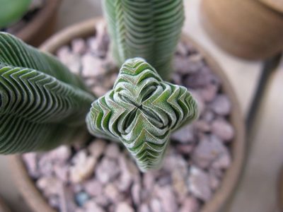 Suculentas: cómo cultivar la variedad Templo de Buda, ideal para espacios interiores