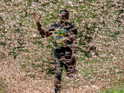La plaga “de dimensiones bíblicas” que arrecia África