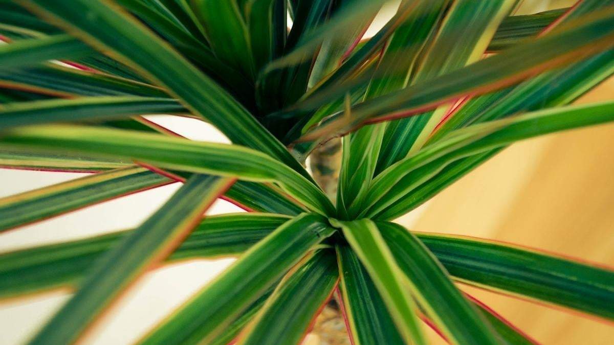 Planta. Fuente: (Instagram)