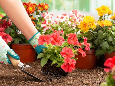 Así de fácil podés propagar esta planta que florece de la forma más hermosa en primavera
