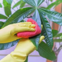 El truco con pocos ingredientes para limpiar las hojas de tus plantas y lograr que tengan un toque brillante