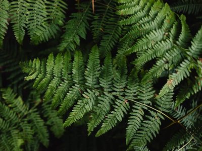 3 plantas que atraen la buena suerte y el dinero, que son muy fáciles de mantener y cuidar