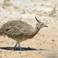 Curiosidades sobre la Martineta: el ave que prefiere caminar antes que volar y tiene un canto especial
