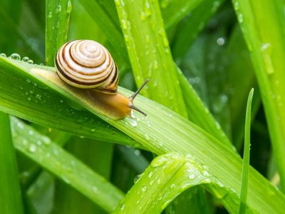 No dejes que los caracoles devoren todas tus plantas: mirá cómo ahuyentarlos de forma segura, natural y efectiva