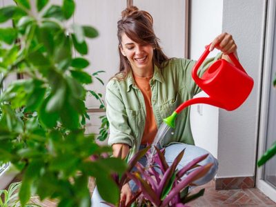 Secreto viverista: el trucazo para reproducir tu planta Maranta y tener la colección más abundante