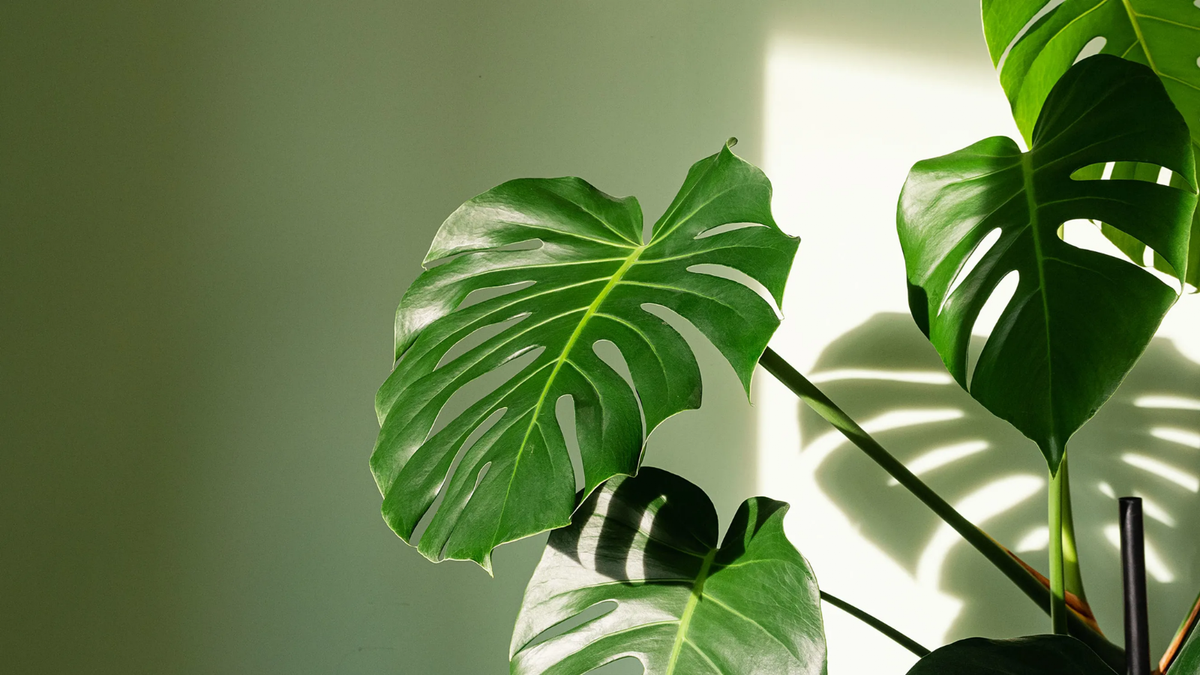 Monstera. Fuente: (Instagram)