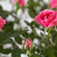 Seguí estos valiosos consejos para podar tus Rosales en Invierno y prepararte para las más hermosas rosas en Primavera