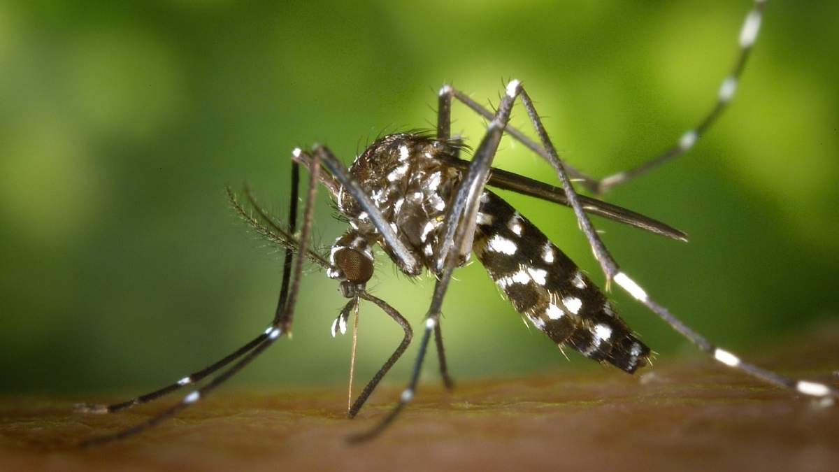 Guía de salud y prevención del Aedes Aegypti. Fuente: (Universidad Nacional de Rosario).