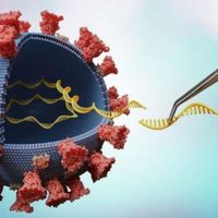 Aún no llegó la variante Delta a Neuquén: cuáles son las causas