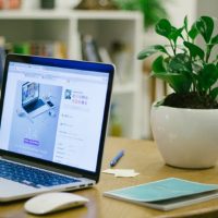 Las plantas tendencia en decoración y de pocos cuidados que son perfectas para tener dentro de una oficina