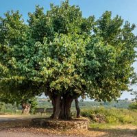 De la calle a tu mesa: el árbol que deja caer los frutos más ricos para hacer una buena mermelada