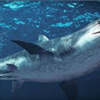 'Megalodón”: Una mega decepción