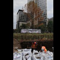 ¿El ahuehuete de Reforma está muerto? Esto explica el especialista de Viveros Regionales