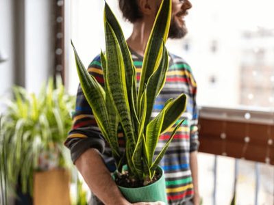 La popular planta que todos quieren tener en su casa y que esconde un secreto que pocos conocen