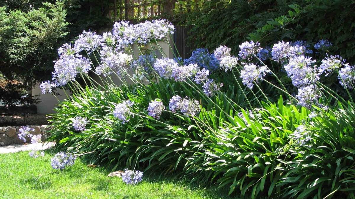 Agapanthus. Fuente: (Instagram)