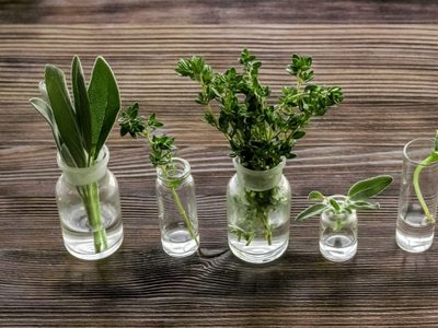 Prestá atención: descubrí cómo cultivar hierbas aromáticas en agua dentro de tu casa todo el año