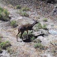 Colocaron cámaras en El Desierto de Los Leones y fueron captados linces, venados, coyotes…