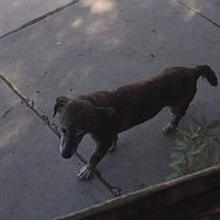 Rescatan en Sonora a perrita víctima de presunto ataque sexual
