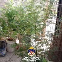 En barrio Confluencia secuestraron una tumbera y varias plantas de cannabis sativa