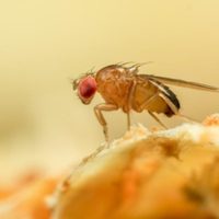 Eliminá para siempre las mosquitas de la fruta en tu cocina con 3 ingredientes y muy fácil