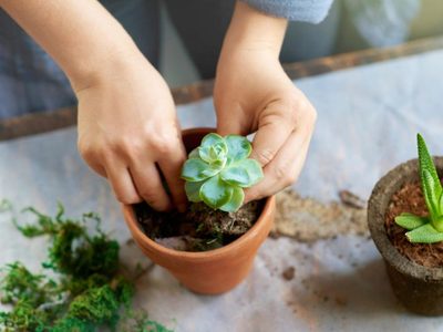 Si te encantan las suculentas, mirá este truco de los jardineros para reproducirlas gratis y en tiempo récord