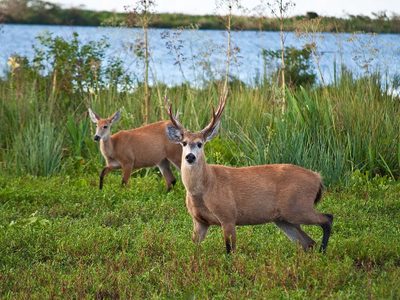 Un clásico de Corrientes: Esteros del Iberá, una visita obligada si te gusta la naturaleza