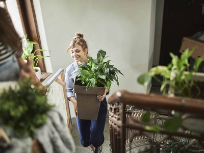 Descubrí cómo cuidar tus plantas durante una mudanza