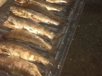 Detuvieron a varias personas por pescar sin permiso en los ríos Catán Lil y Aluminé