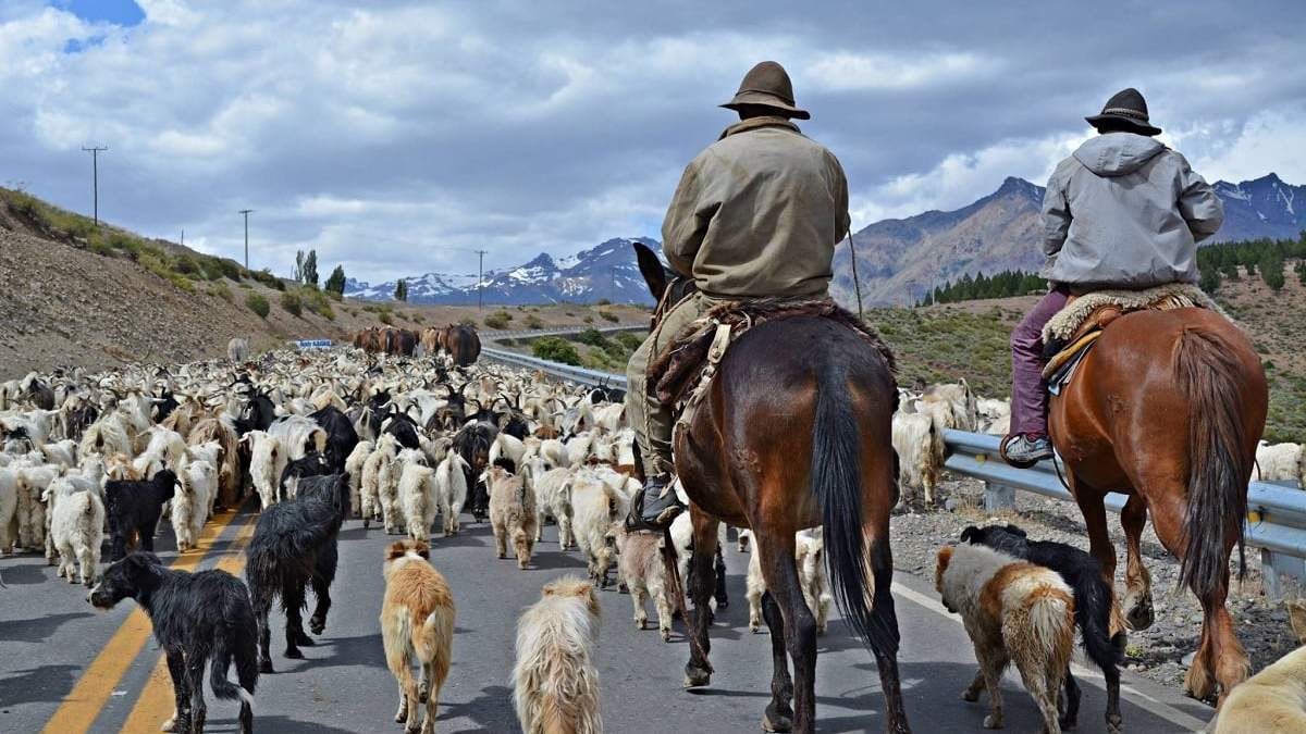 Las familias crianceras iniciaron su travesía por las rutas neuquinas. Fuente: (Facebook)