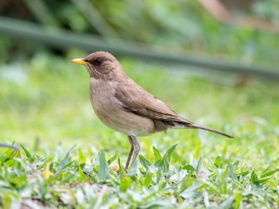 Curiosidades del Zorzal Chalchalero: el pájaro vanidoso que enamora con su canto