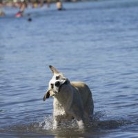 Emiten un alerta amarillo por calor extremo durante los próximos días en la Confluencia de Neuquén