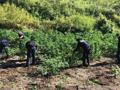 Policías de Chihuahua fueron atacados por crimen cuando destruían plantíos de mariguana