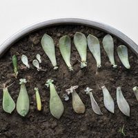 Seguí estos tips para reproducir suculentas por hojas y lograr que se reproduzcan sin marchitarse