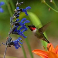 Las plantas aptas para principiantes que son perfectas para atraer mariposas y colibríes a tu jardín