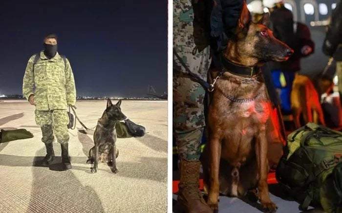 El perro rescatista