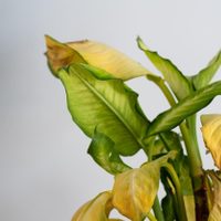 Eliminá las hojas amarillas de tus plantas con este poderoso fertilizante casero que usan muchos viveristas