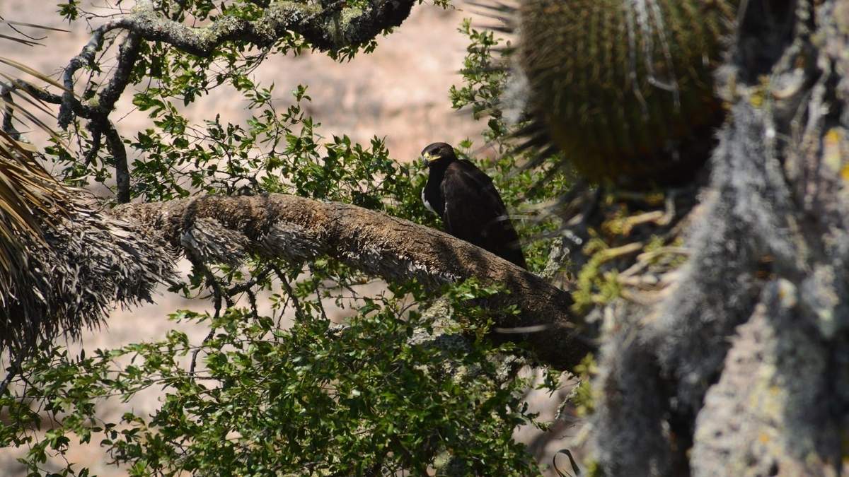Ejemplar de águila real