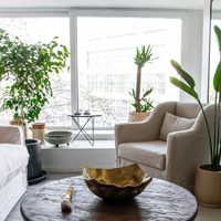 Distinguidas, llamativas y de fácil cuidado: las plantas XL que están de moda y que son protagonistas en tu living