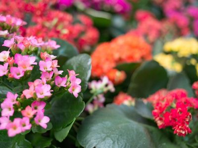 La suculenta que todos buscan: da hermosas flores en invierno y es muy resistente