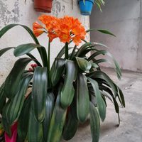 Los trucos caseros para que tu clivia se llene de flores naranja
