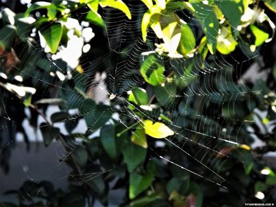 No lo mates: el animal que habita silenciosamente en tu casa y que es un tesoro para tu jardín