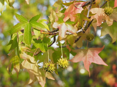 No deseches las semillas bolitas del Liquidambar, mirá lo que podés hacer para embellecer tu casa