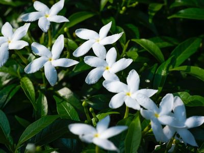 La planta exótica cuyas flores tienen un embriagante aroma y que vas a querer tener sí o sí en tu jardín