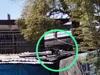 Presunta pantera deambula en la zona de Tacuba y desata movilización (Video)