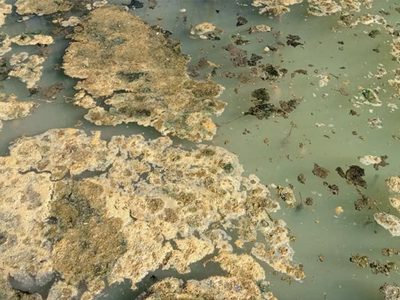 Denuncian que en el río Agrio arrojan residuos cloacales: las imágenes