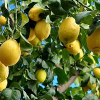 Aprendé a podar tu limonero de la forma correcta para que dé grandes frutos y esté siempre vigoroso