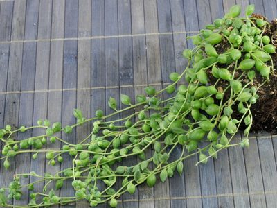 Suculentas: cuáles son los cuidados que necesita la planta del rosario