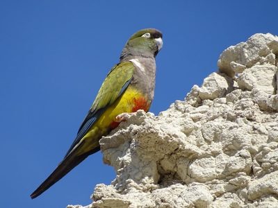 Curiosidades del Loro Barranquero: el ave que elige solo una pareja en la vida y que se destaca por su hermoso plumaje
