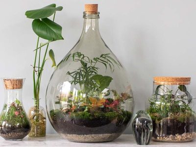 Hacé tu propio terrario para vender o decorar tu casa, con las botellas de vidrio que ibas a tirar: seguí el paso a paso